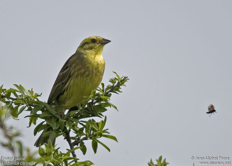 Yellowhammer male adult
