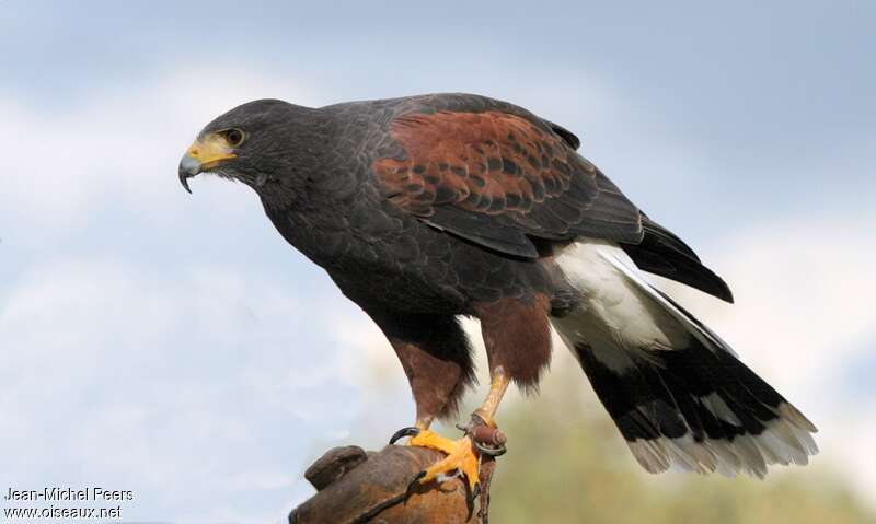 Harris's Hawk male adult breeding, identification