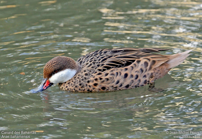 White-cheeked Pintail male adult