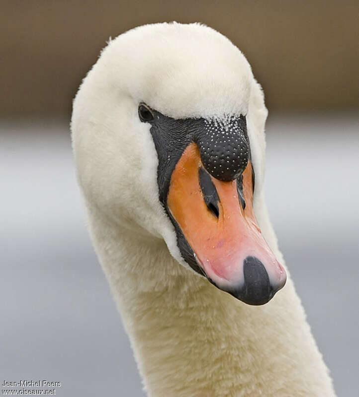 Mute Swan male adult, close-up portrait
