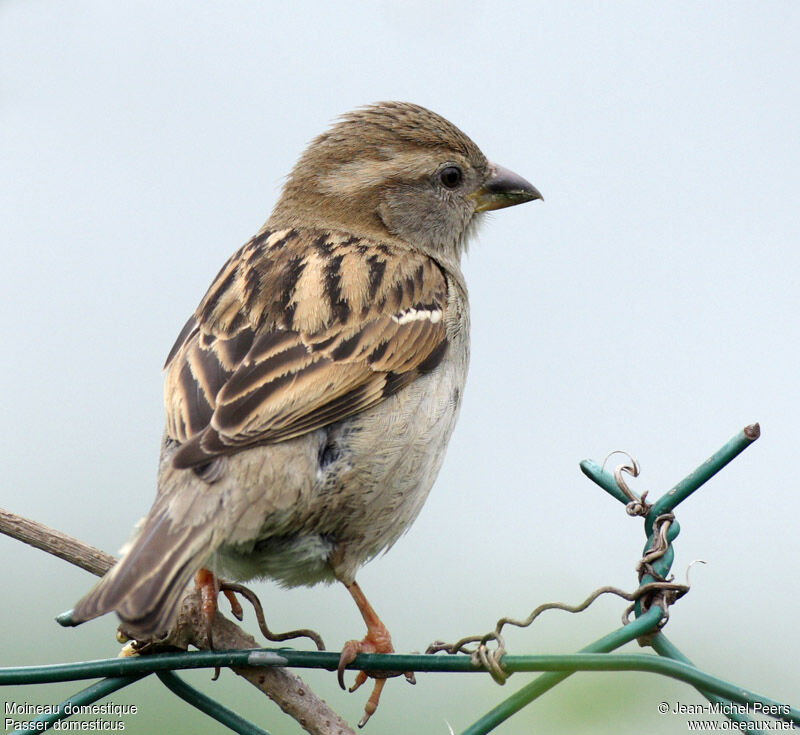 House Sparrow female immature