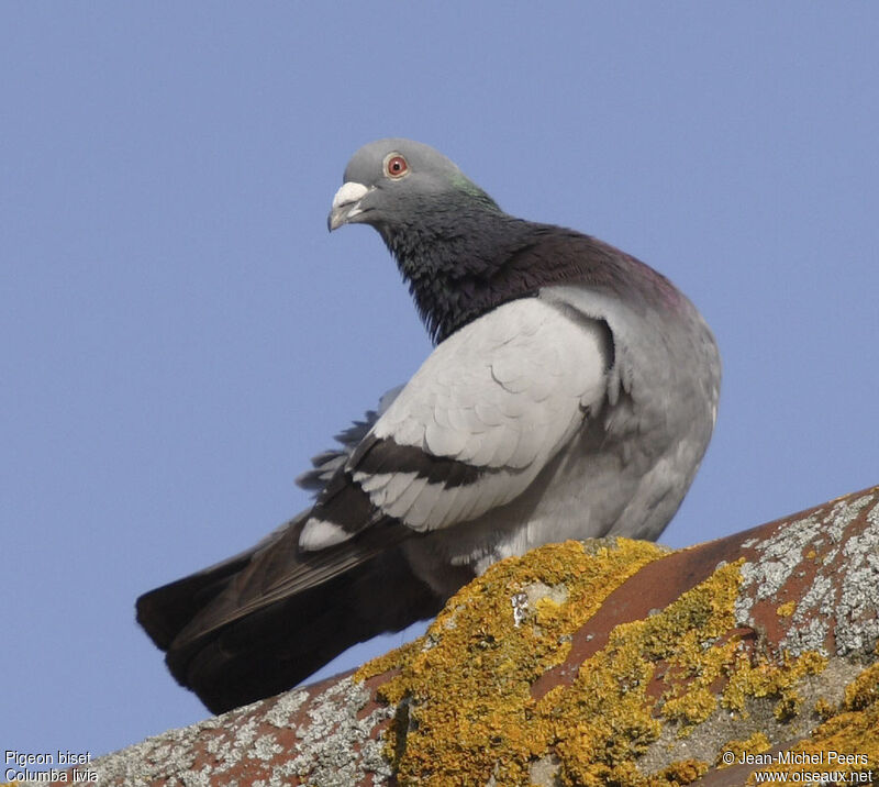 Pigeon bisetadulte