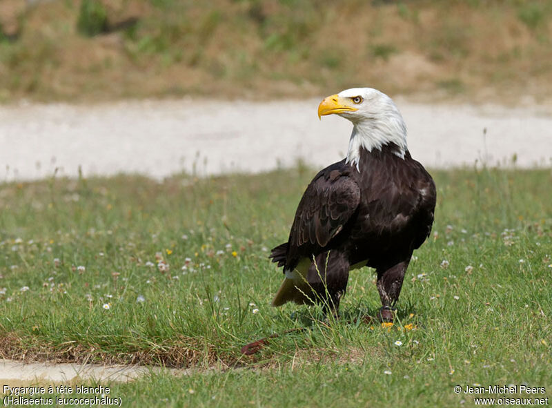 Bald Eagle, Flight